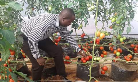 A field officer inspecting green house tomatoes, on which YaraMila Winner fertiliser was applied. The fertiliser triples vegetable yields.