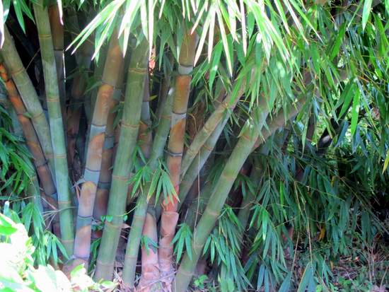 A-Giant-Bamboo-plant-on-the-edge-of-River-Njoro-in-Nakuru-Kenya.jpg