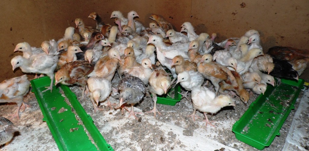 CHICKS Mary Poultry farm nakuru by Laban Robert