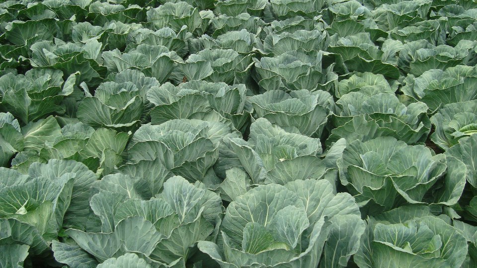 Cabbage farming tips