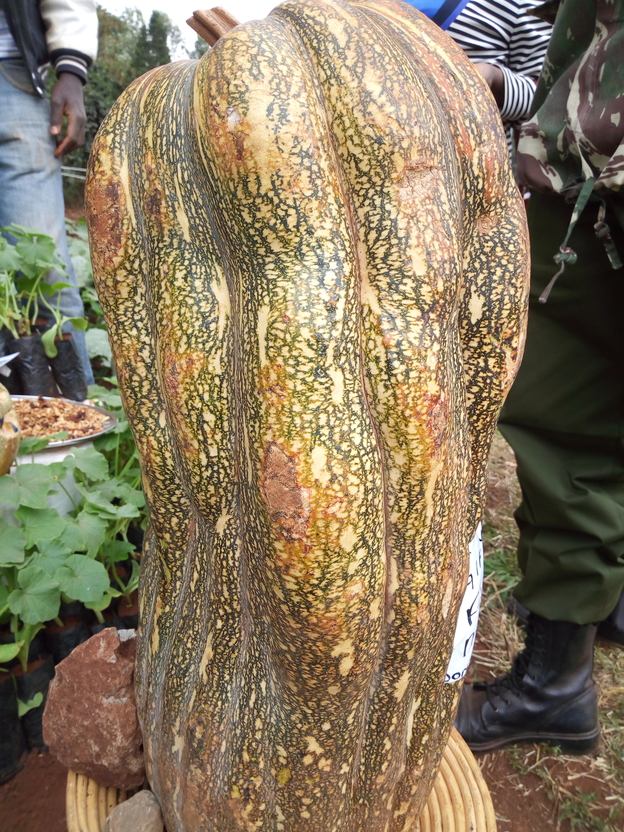 Giant Ugandan pumpkin marrow