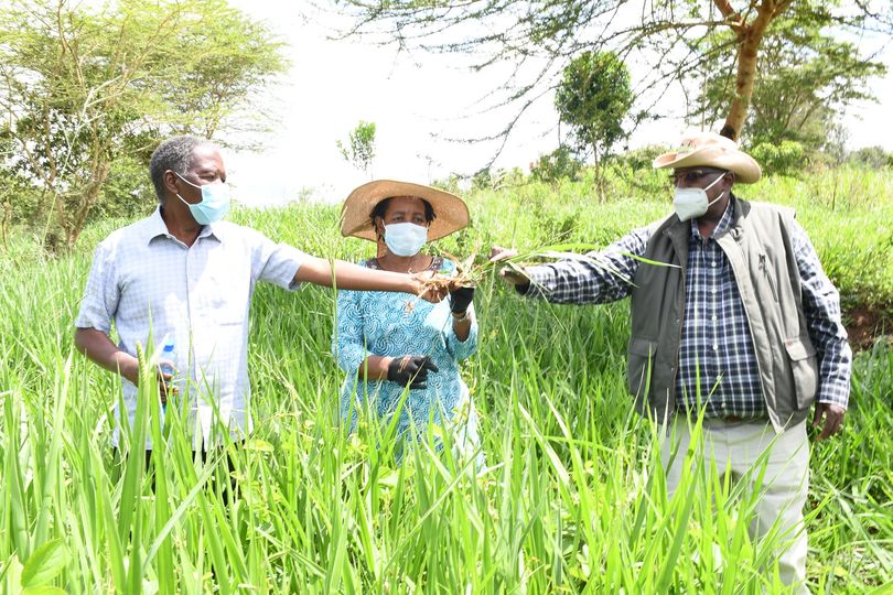 KALRO commercializes grass varieties that increase milk production