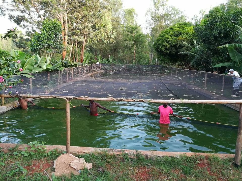 Kenya tropics fish farm