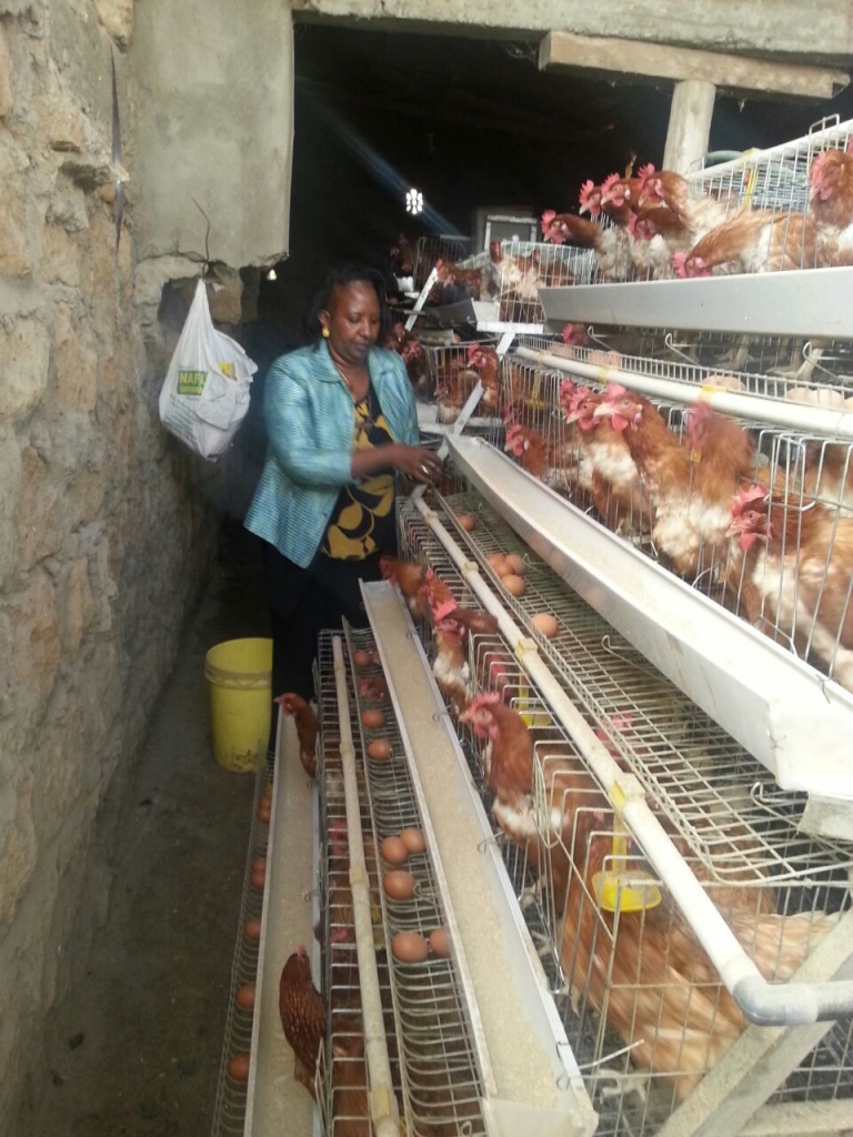Kingdom Poultry Farm Naivasha2