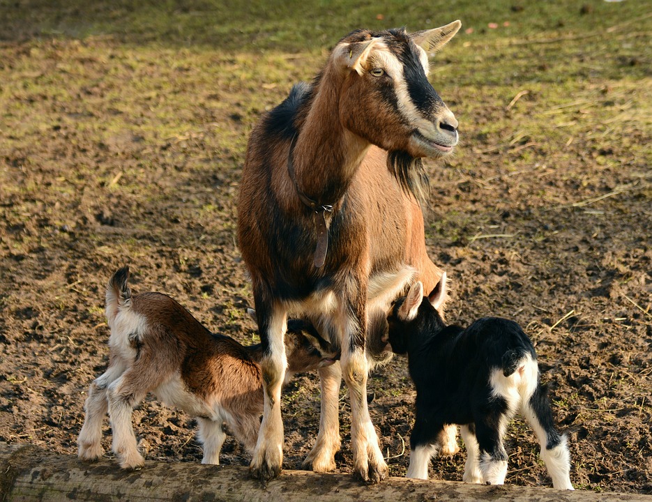 Lambs Goats Kid Domestic Goat Young Goats 2052731
