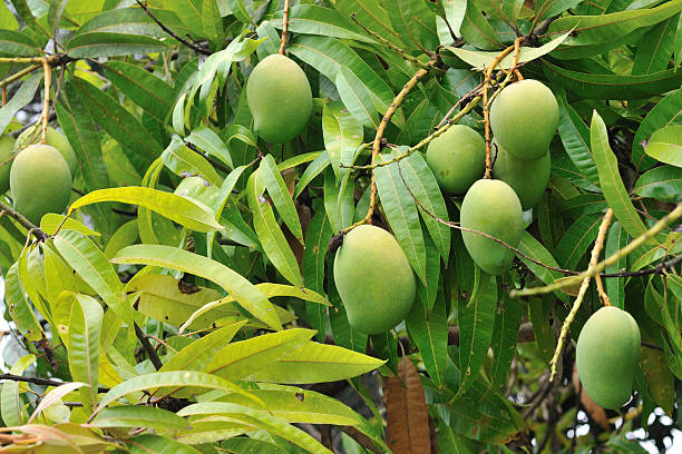Mango Drying Value Addition