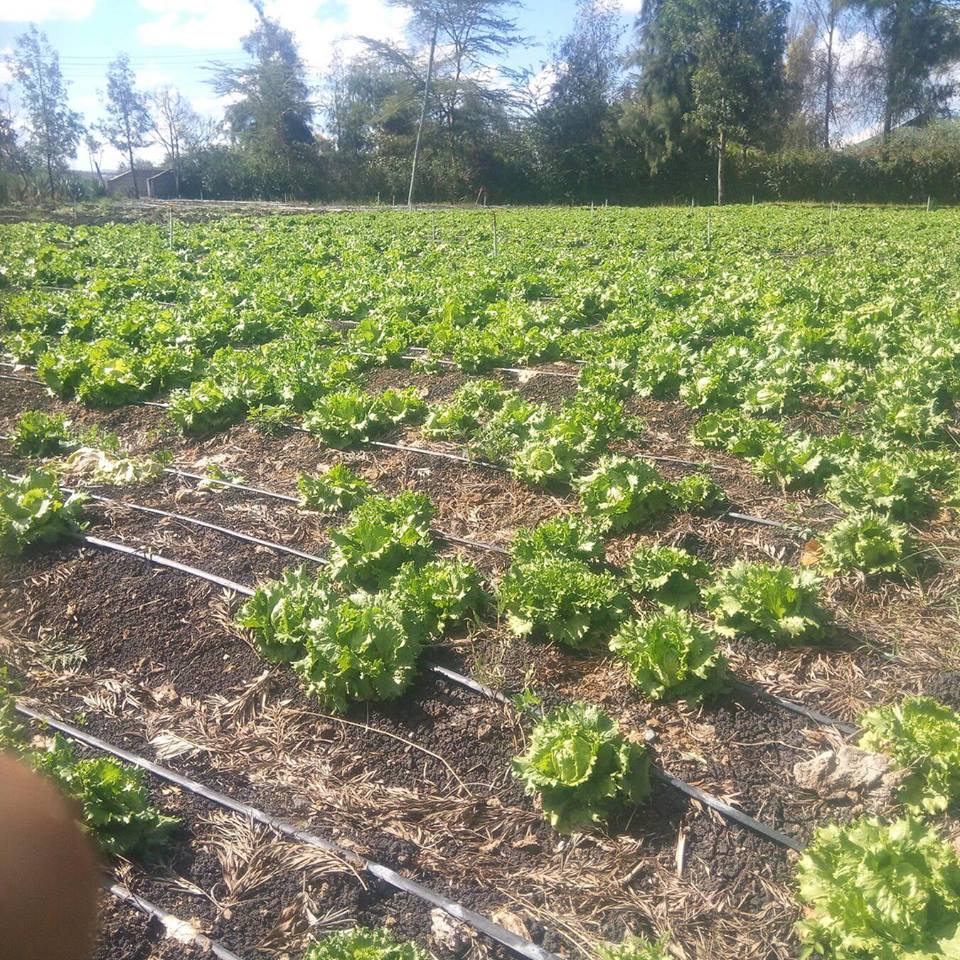Mathews lettuce farm