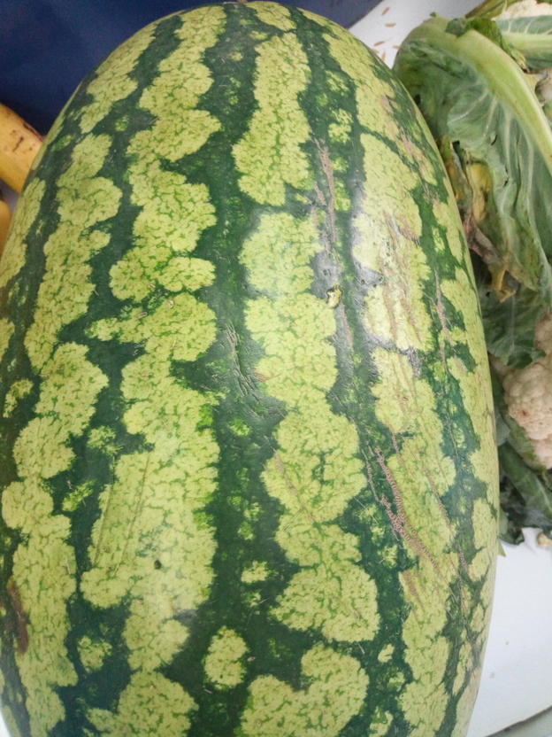 Sukari F1 watermelon variety