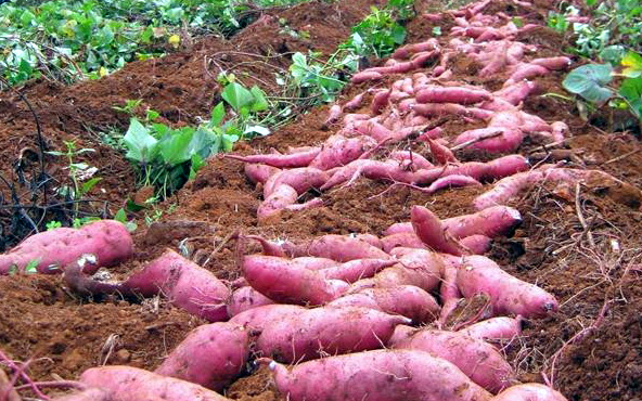 Sweet Potato Yield in Kenya