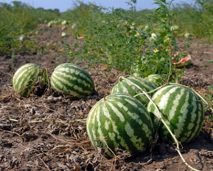 Watermelons-flourish-in-the-middle-of-barren-farms.jpg