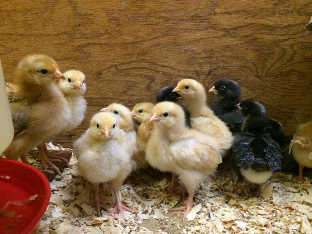 brooding chicks
