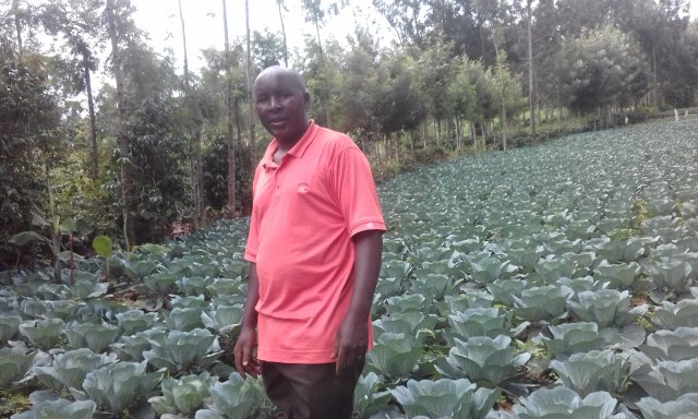 cabbage farmer