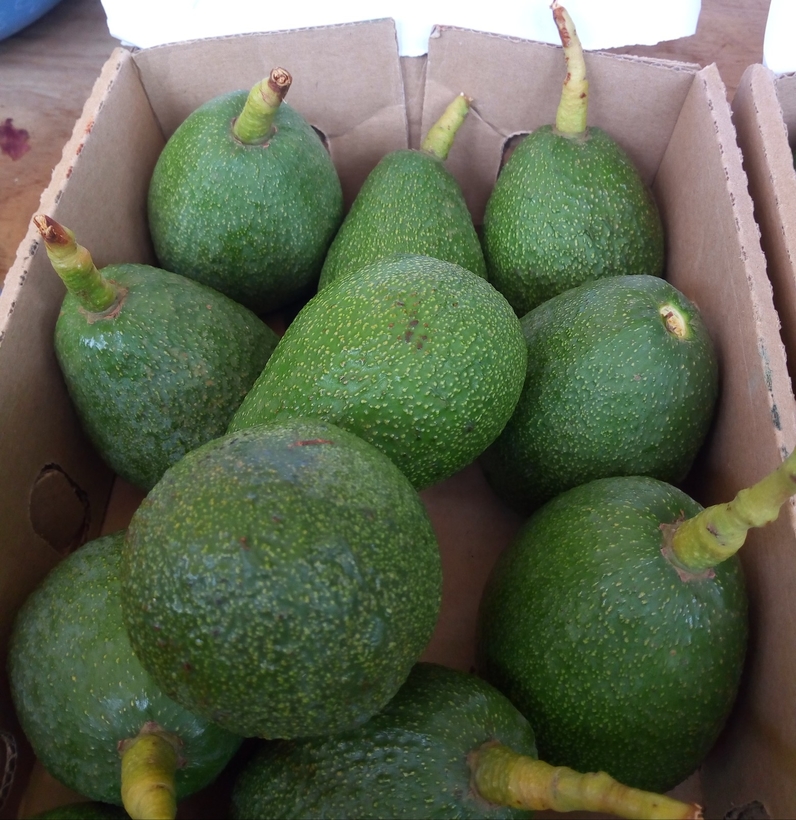 fuerte avocado variety packed