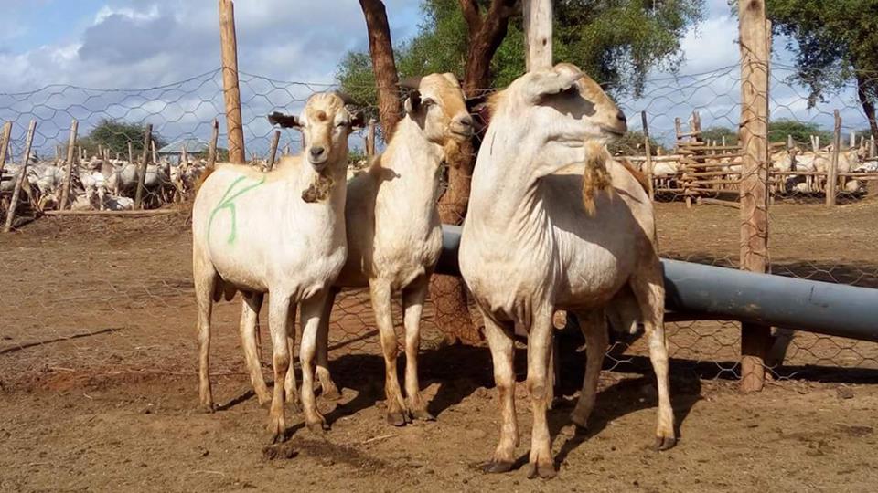 galla goats breed