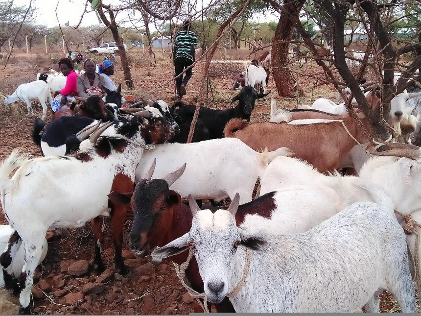 goat auction
