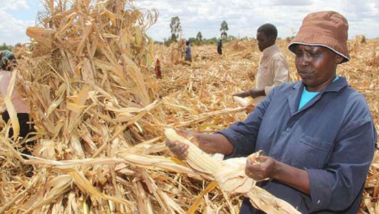 maize harvesting