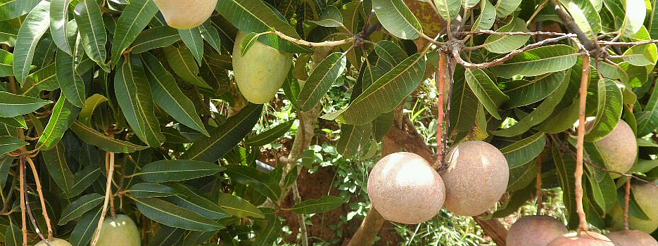 mangoes,kitui.jpg