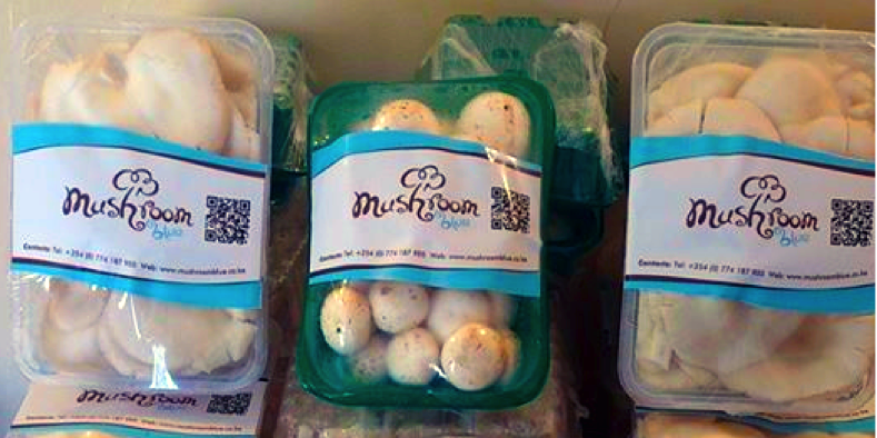 mushroom blue products