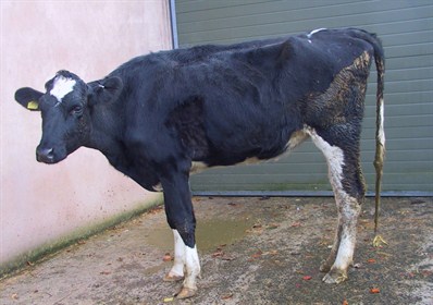 2 parasitic gastroenteritis pge growing dairy heifer 398x280