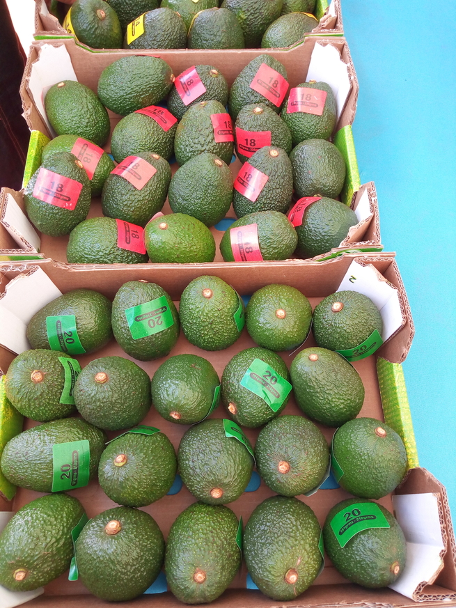 packed avocado fruits for export