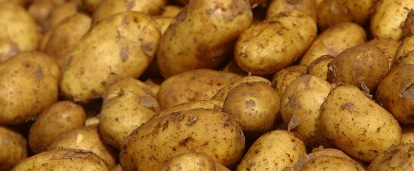 potatoes 20060407 02