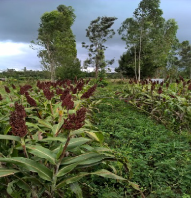 sorghum intercropped woth cowpea
