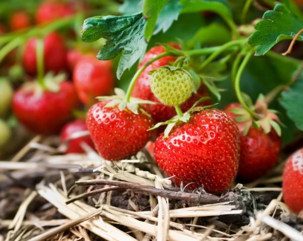 strawberry-farming.jpg