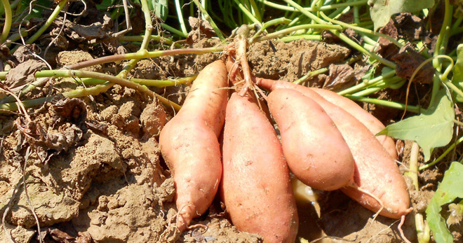 sweet potato farming in kenya